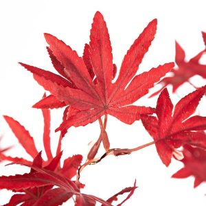 Indoor/Outdoor Lighted Tabletop Japanese Maple Tree with 40 Lights
