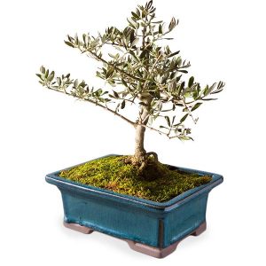 Small Olive Bonsai Tree in Planter - Moss Green