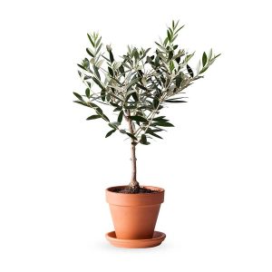 Potted Olive Tree