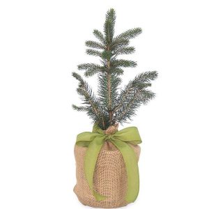 Live Potted Evergreen Trees in Burlap Gift Bag - Magnolia
