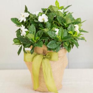 Live Potted Gardenia Plant in Burlap Gift Bag