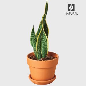 Potted Laurentii Snake Plant  - Terracotta