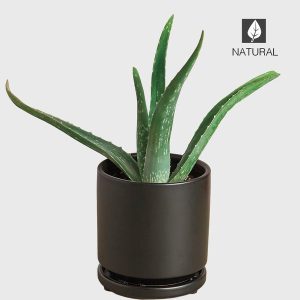 Potted Aloe Vera Plant - Black