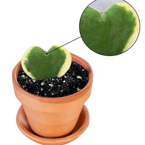 Potted Hoya Heart Plant - Terracotta