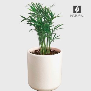 Potted Parlor Palm Plant - White
