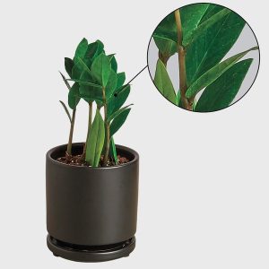 Potted ZZ Plant - Black