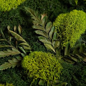 Square Moss Tabletop and Wall Decor