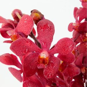 Fresh Cut Small Orchid Bunch in Glass Vase - Pink