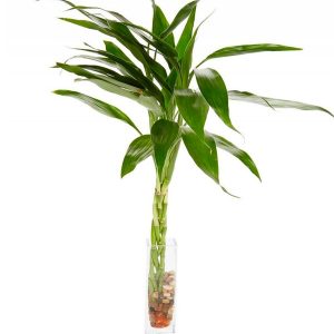 Bamboo Bunch in Glass Vase