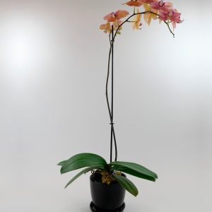 Live Phalaenopsis Orchid Plant in Black Planter - Purple