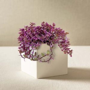 Callisia "Pink Panther" Plant in White Square Planter
