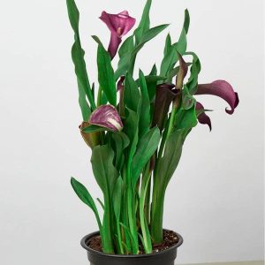 Calla Lily Plant in 6" Pot - Purple
