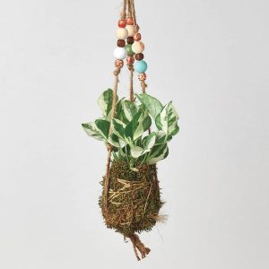 Kokedama Moss Ball Hanging Plant - Fern Jester Crown