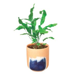 Live Blue Star Potted Fern, 4"