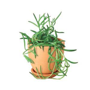 Live Fishhook Succulent, 4" Pot