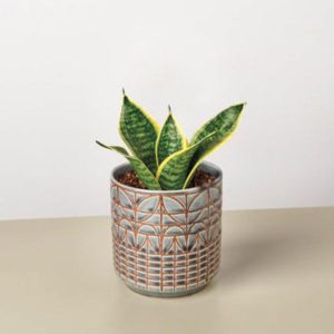 Live Snake Plant 'Laurentii Dwarf', 4" Pot