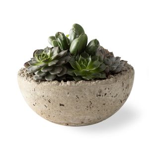 Live Medium Succulent Bowl