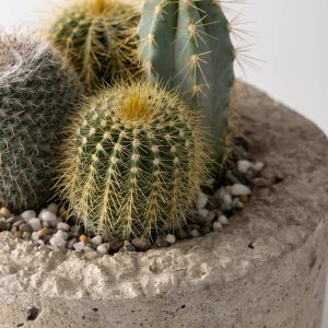Small Live Cactus Dish Garden
