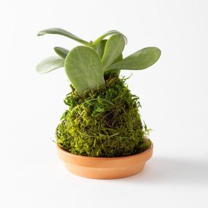Mini Plant Kokedama Moss Ball Trio, Set of 3